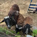 Al Ranch Vakantieboerderij *