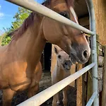 Vakantieboerderij Al Ranch *