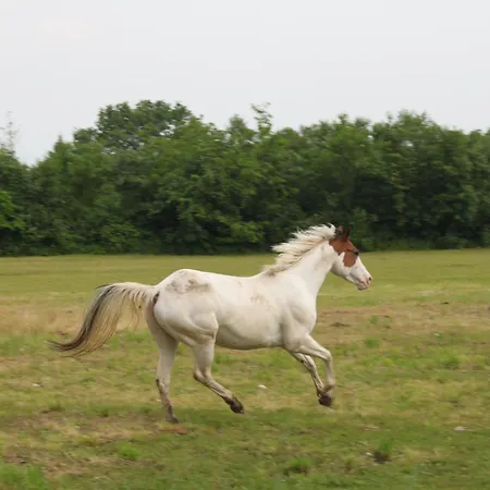 Agriturismo Al Ranch Farm stay *