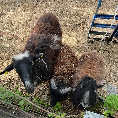 Al Ranch مزرعة للإقامة *