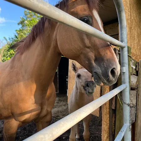 Κατάλυμα σε φάρμα Al Ranch *