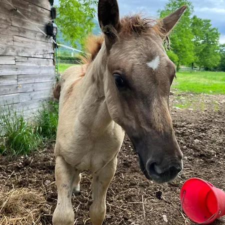 مزرعة للإقامة Al Ranch Castello dʼAviano