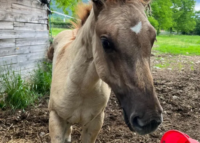 Farmház Al Ranch Castello dʼAviano